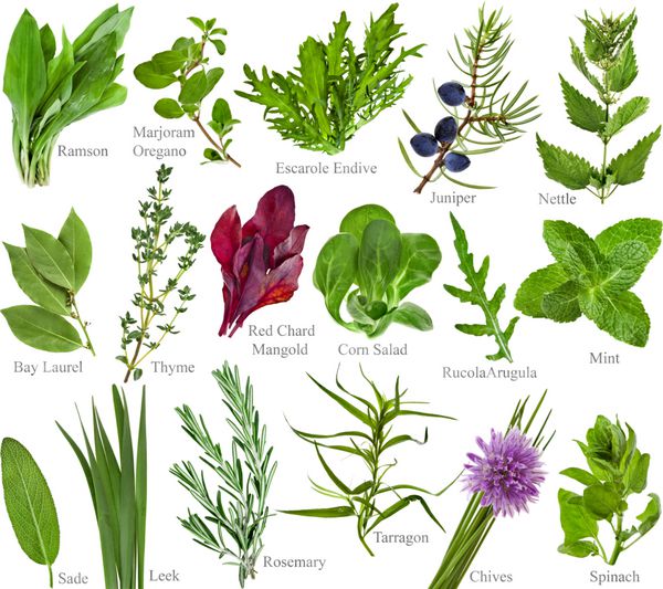 مجموعه ای از گیاهان تازه با نام های جدا شده در پس زمینه سفید