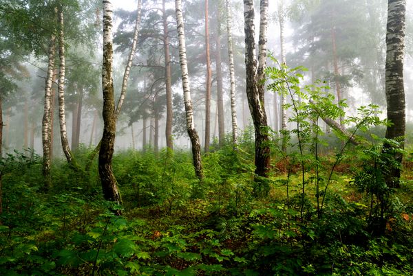جنگل شمال در مه لتونی
