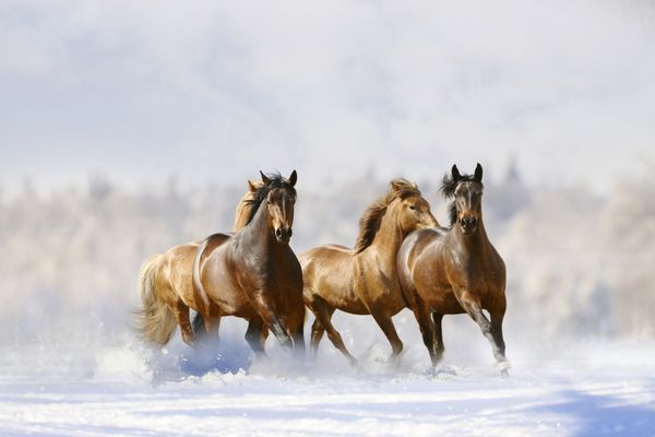 اسب در زمستان