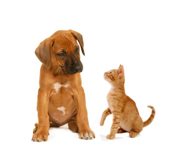 عکس سگ کارتونی برای پروفایل