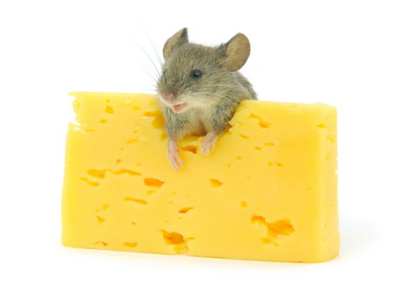 پنیر و موش خاکستری جدا شده روی سفید
