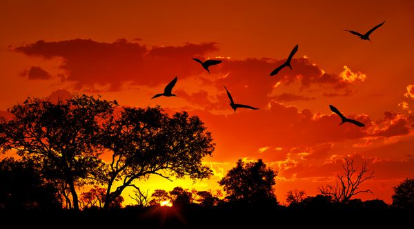 منظره آفریقا با غروب گرم طبیعت زیبا آسمان قرمز چشمگیر شبح های پرندگان بزرگ سافاری حیات وحش سفرهای زیست محیطی و گردشگری