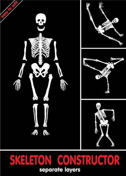 اسکلت انسان استخوان ها در لایه های جداگانه آسان برای ویرایش