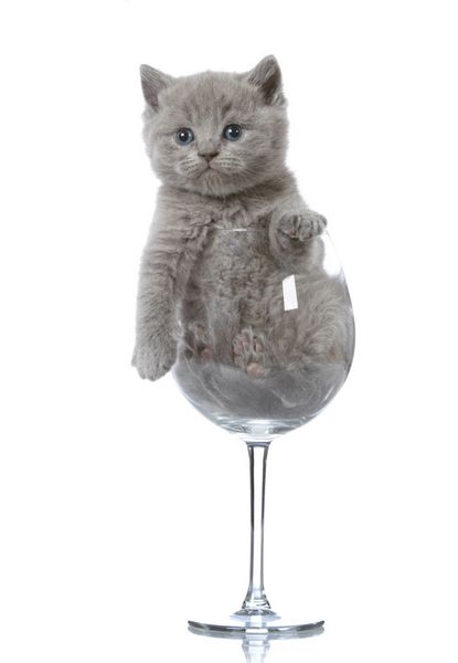 بچه گربه در شیشه