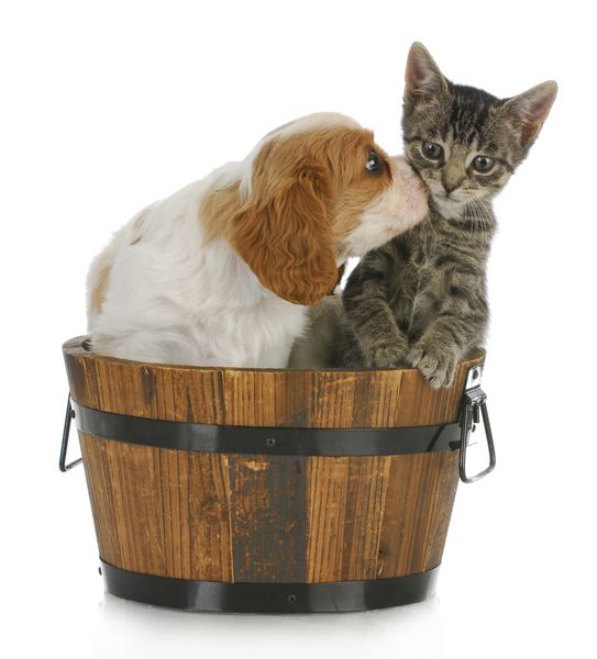 توله سگ و بچه گربه ناز - توله سگ کاوالیر کینگ چارلز اسپانیل در حال بوسیدن بچه گربه مو کوتاه خاکستری در پس زمینه سفید