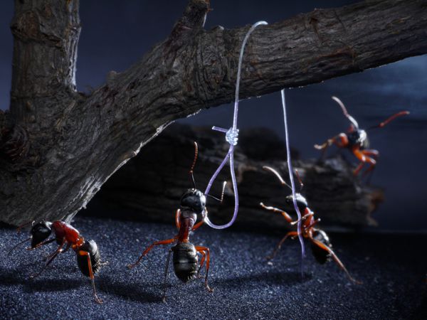 گاهی اوقات مورچه ها خائنان را اعدام می کنند شاید برای از دست دادن بوی بومی تریلر قانون لینچ