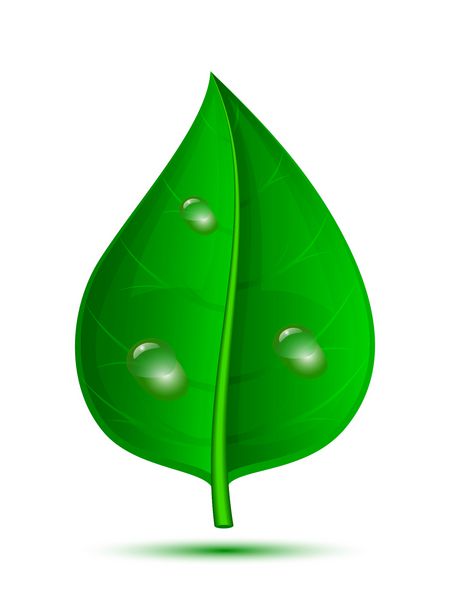 برگ سبز با قطرات آب جدا شده در پس زمینه سفید وکتور