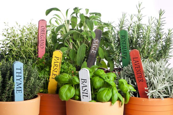 هفت نوع سبزی باغچه گلدانی با برچسب اسم چوبی