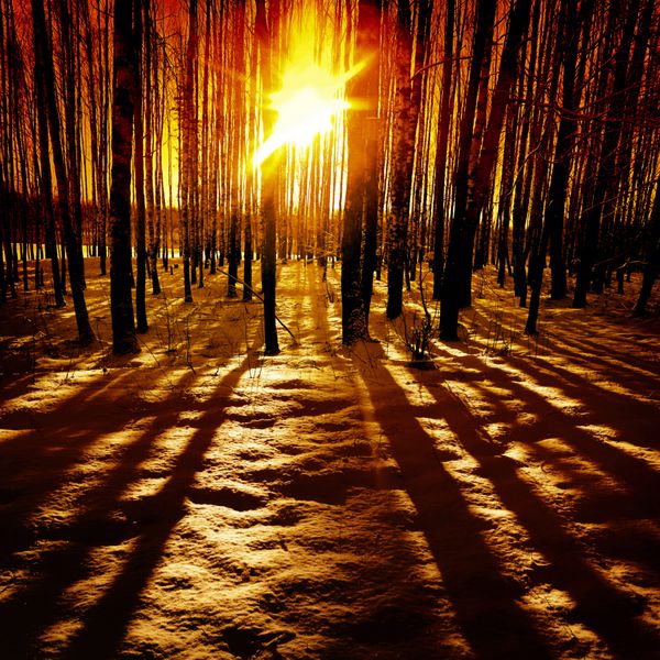 آخرین پرتوهای خورشید در جنگل زمستانی