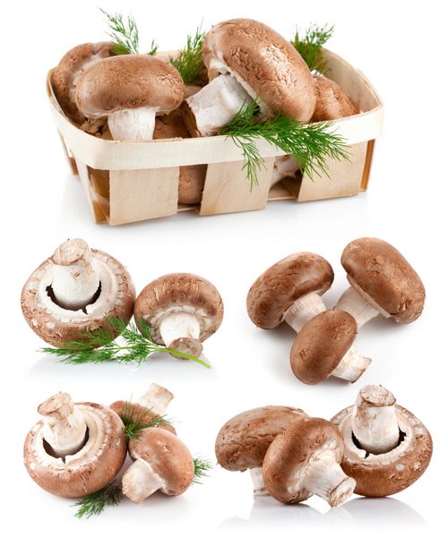 قارچ های تازه قارچ را با شوید شاخه ای جدا شده در پس زمینه سفید تنظیم کنید