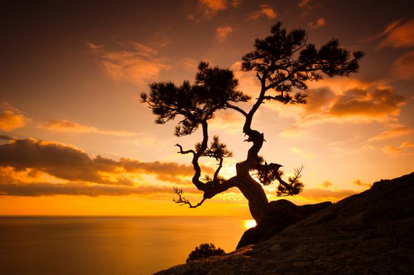 zen درختی است بر روی صخره و غروب خورشید بر فراز دریا