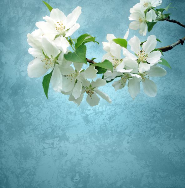 برانچ درختی شکوفا با گل‌های سفید در پس‌زمینه آبی تیره گرانژ