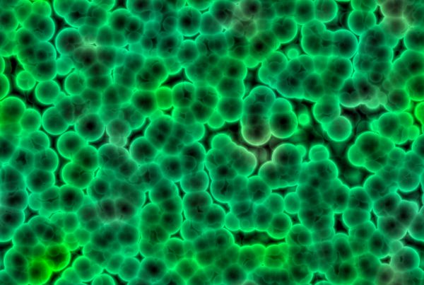 سلول های انتزاعی باکتری های سبز رنگ