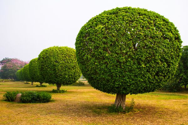 درختان تزئینی در پارک معبد نیلوفر آبی دهلی نو هند