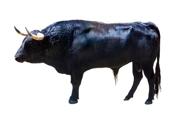 گاو نر سیاه ایستاده جدا شده روی پس زمینه سفید