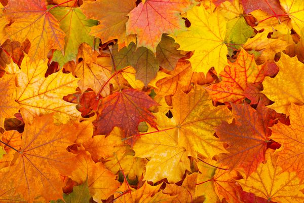 برگ در رنگ های زیبای پاییزی به عنوان پس زمینه