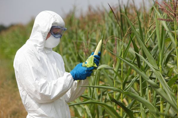 GMO حرفه ای در عینک های یکنواخت ماسک و دستکش در حال بررسی بلال ذرت در مزرعه