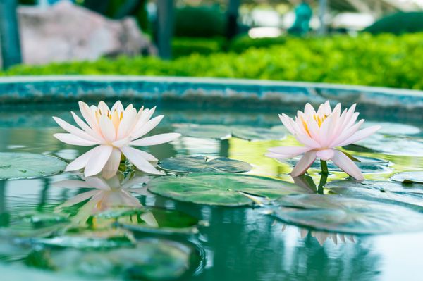 دو گل نیلوفر آبی یا نیلوفر صورتی زیبا در حوضچه