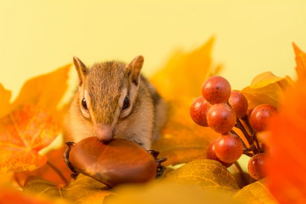 سنجاب در حال خوردن شاه بلوط و برگ های پاییزی