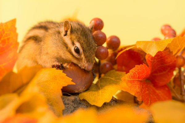 سنجاب در حال خوردن شاه بلوط و برگ های پاییزی