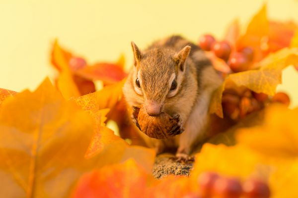 سنجاب در حال خوردن گردو و برگ های پاییزی