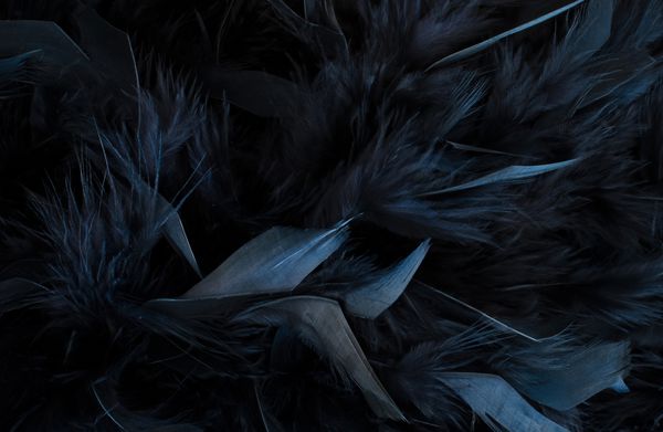 پرهای سیاه از نزدیکی موج‌سواری بافت سیاه