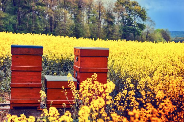 منظره تابستانی با کندوهای عسل در مزرعه ای با گل های شکوفه