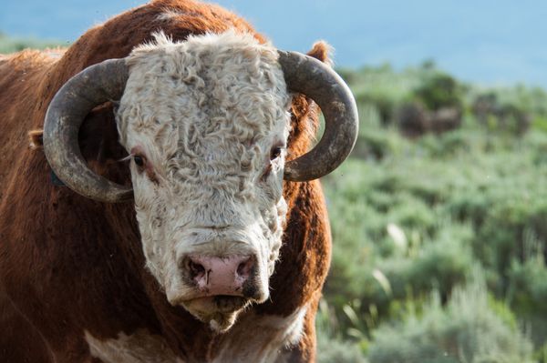 یک گاو نر هرفورد در امتداد بریدگی کابین جک در نزدیکی کاکل دار کلرادو ظاهری جیپی می دهد