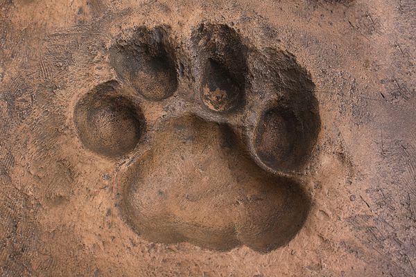 اسپور گربه بزرگ ساخته شده در سنگ مصنوعی