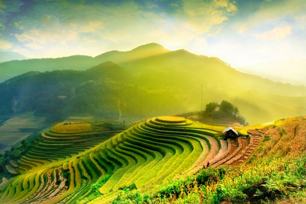 مزارع برنج در ترد مو کانگ چای ینبای ویتنام مزارع برنج برداشت را در مناظر شمال غربی ویتنام ویتنام آماده می کنند