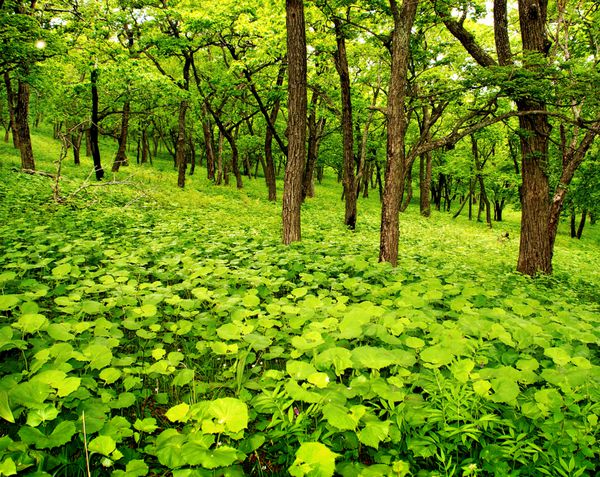 جنگل جوان بهار برگ های سبز