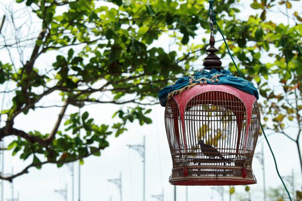 کبوترها و قفس های سنتی در تایلند