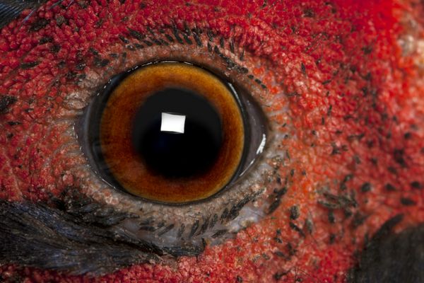 نمای نزدیک از قرقاول معمولی نر آمریکایی phasianus colchicus چشم