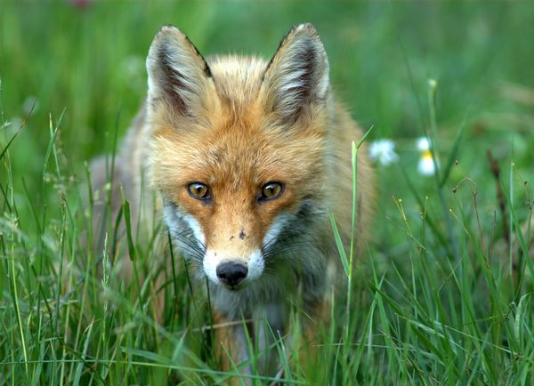 روباه قرمز اروپایی - vulpes vulpes