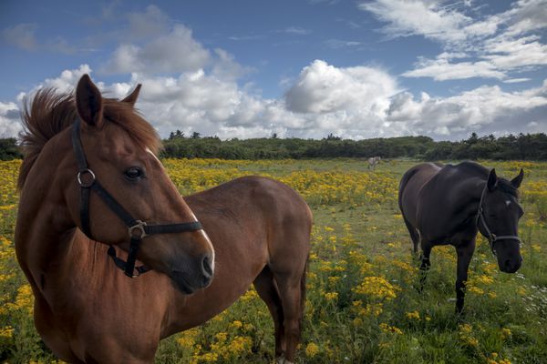 اسب در یک مزرعه دانمارکی با گل های زرد