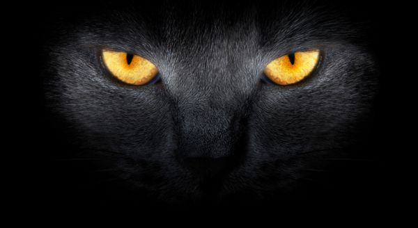 نمای از تاریکی پوزه گربه را روی پس زمینه سیاه ببندید