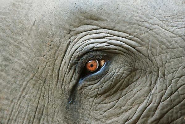 جزئیات چشم فیل
