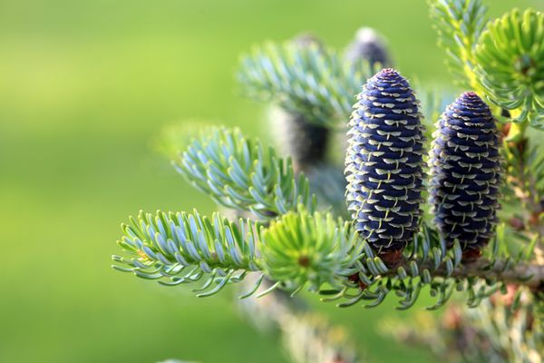 صنوبر کره ای - طبیعت سبز مخروطی