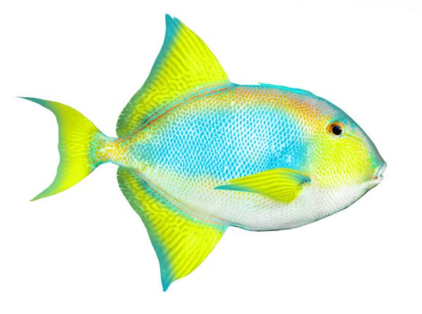 ماهی گرمسیری جدا شده در پس زمینه سفید