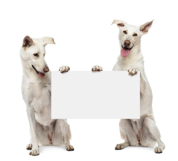 دو سگ دورگه نشسته اند و تابلوی سفید را در مقابل پس زمینه سفید در دست گرفته اند