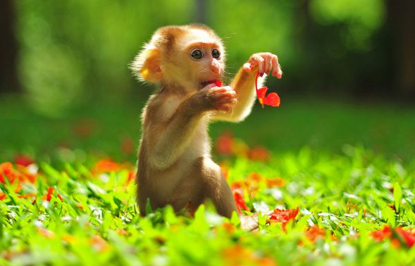 حیوان بچه میمون که روی باغ و گل سبز زیبا نشسته است میمون کوچک بازیگوش در نمای پارک در روز آفتابی یک بچه میمون ماکاک در زیستگاه طبیعی جنگل گل و جنگل