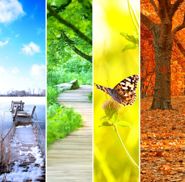 کلاژ چهار فصل چندین تصویر از مناظر طبیعی زیبا در زمان های مختلف سال - زمستان بهار تابستان پاییز مفهوم چرخه زندگی سیاره زمین