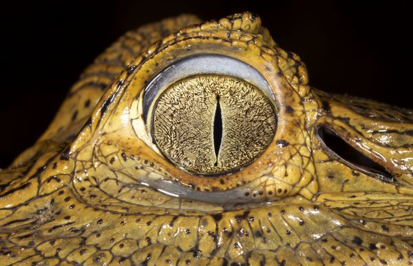کایمان عینکی تمساح کایمان اکوادور نمای نزدیک از چشم