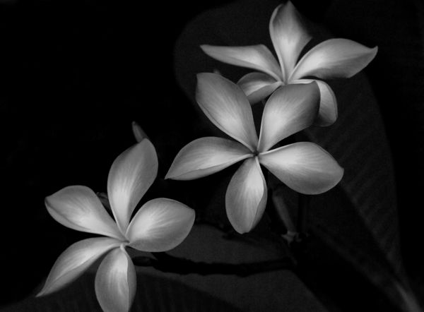 گل سیاه و سفید فرانجیپانی