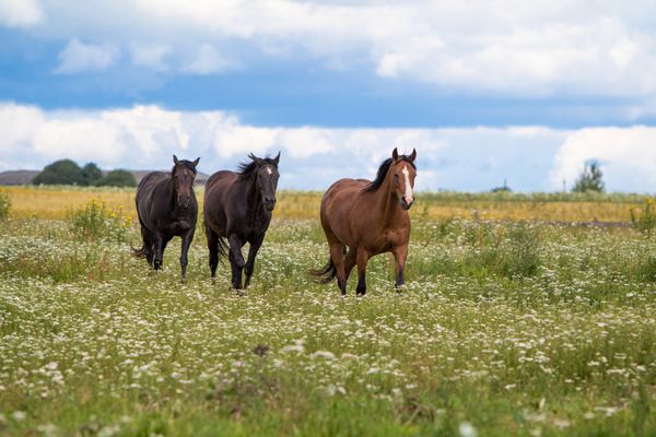 سه اسب در مزرعه راه می روند