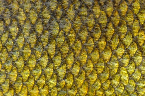 فلس های ماهی تنچ واقعی از نمای نزدیک به عنوان بافت پس زمینه