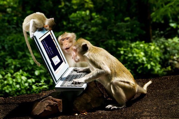 میمون ها کامپیوتر بازی می کنند