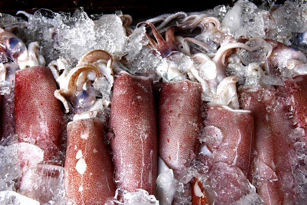 ماهی مرکب تازه روی سینی گذاشته بود پوشش با قاب ice crop نمای بالا s