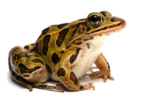 قورباغه پلنگ شمالی lithobates pipiens