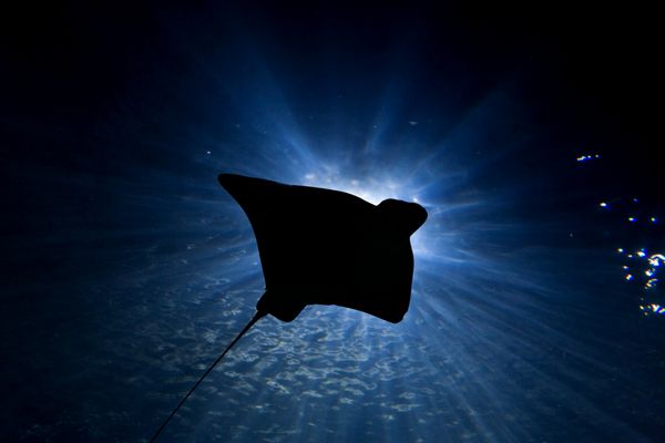 ماهی تار از میان پرتوی نور در اقیانوس شنا می کند